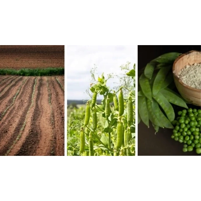 Полевая культура гороха на фоне поля - Харьковский 317