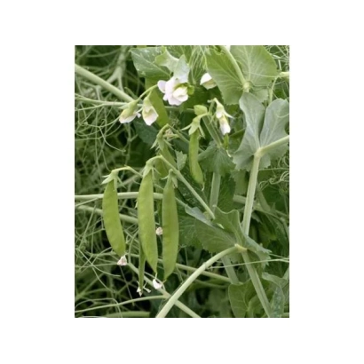 Стебель гороха с зелеными стручками и белыми цветами - Харьковский 376