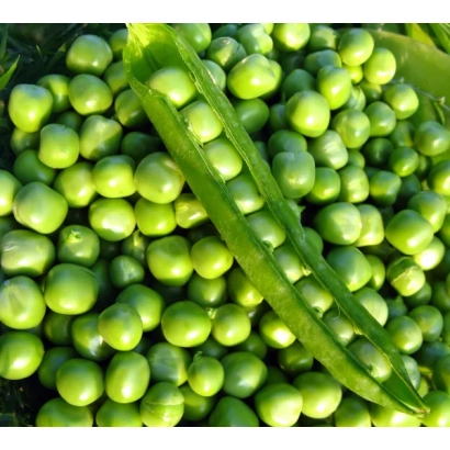 Свежий горох в стручках и зернах - Иванна