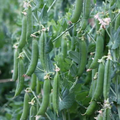 Fresh green pea pods on a plant - Cadet
