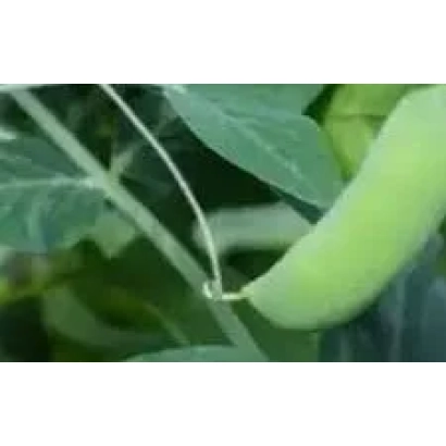 Зеленый стручок гороха на ветке с листьями - КАМЕЛЕОН