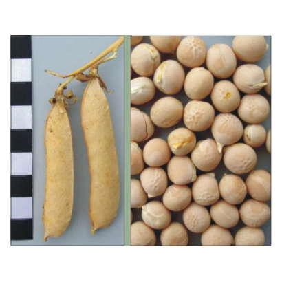 Peas in pods and grains against a ruler background - Kamerton