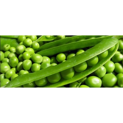 Свежий горох в стручках и зернах - КАЗАНЕЦ