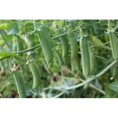 Свежие стручки гороха на растении - КЕМЧУГ