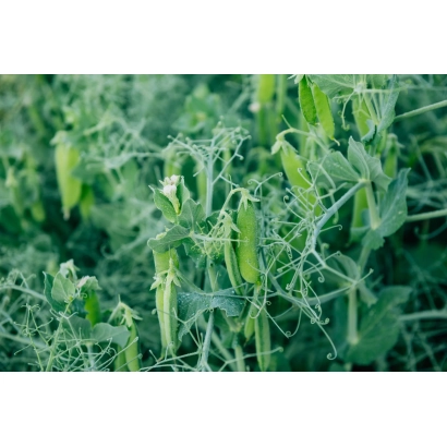 Растение гороха на поле - Кингфишер