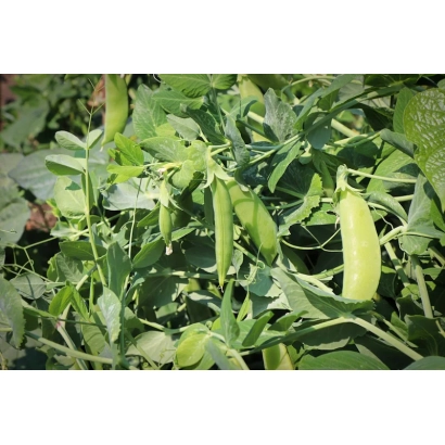 Зеленые стручки гороха на растении - Круиз