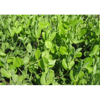 Полева культура горох - НОВОСИБІРЕЦЬ