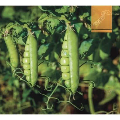 Зеленые стручки гороха на растении - НС Мраз / НС Мороз