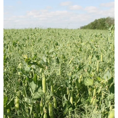 Полевая культура гороха ОМСКИЙ 9