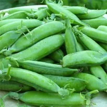 Свежий горох на белом фоне - ОРЛОВЧАНИН 2