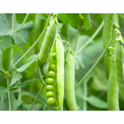 Свежие зеленые стручки гороха на ветвях растения - Петрониум