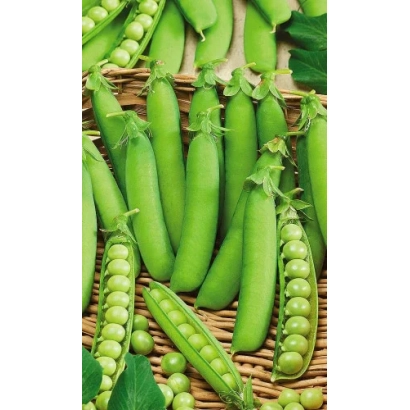 Свежий зеленый горошек в стручках на плетеной корзине - ПРЕМЬЕР