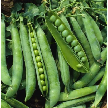 Свежий горох в стручках - Стартер