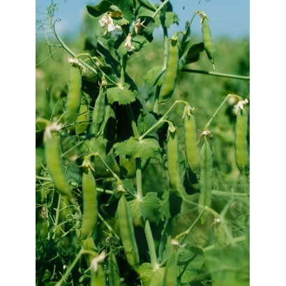 Зображення зелених стручків гороху на рослині на тлі поля - Тренди