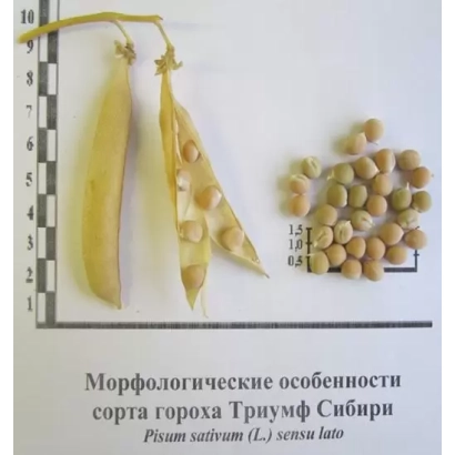 Семена гороха сорта Триумф Сибири с ботаническим описанием