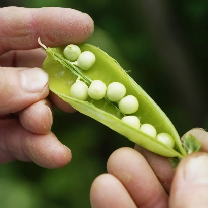 Зеленый стручок гороха с белыми зернами, держимый в руках - ТУЛУНСКИЙ 202