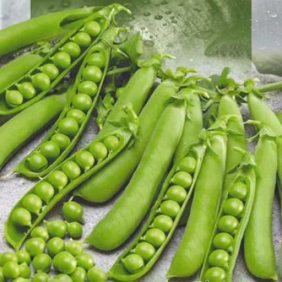 Свежие зеленые стручки гороха на светлом фоне - ТУС