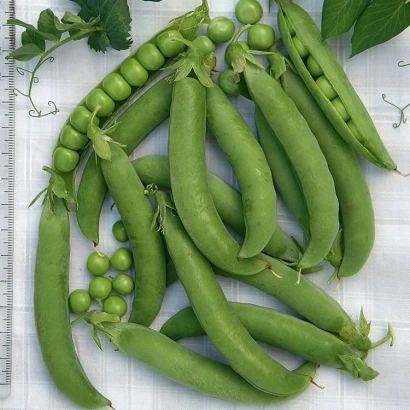Свежие зеленые стручки гороха на белой поверхности с листьями и стеблями. - Юбиляр
