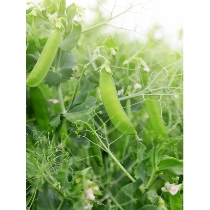 Green pea pods on stems in a field - Bearded 90