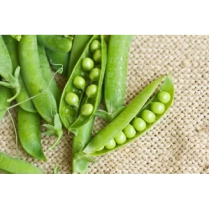 Fresh peas in pods on burlap - VATAN