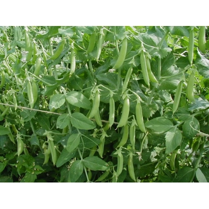 Фото грядки с горохом Веселик