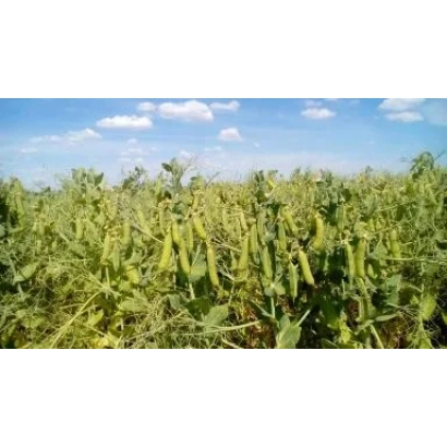 Поле с горохом на фоне голубого неба - ВОЛЖАНИН