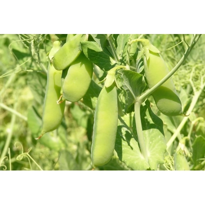 Зеленые стручки гороха на ветке - Зинькивский