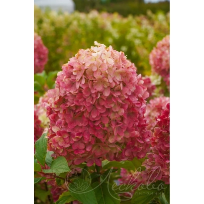 Гортензия Краса Лесково на фоне поля с цветами