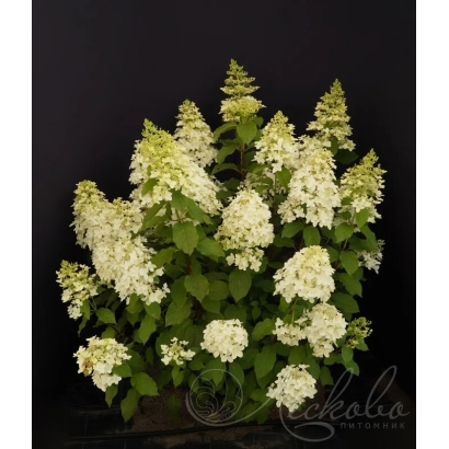 Гортензія Стріла Амура на темному фоні