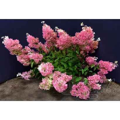 Гортензия розовая на темном фоне без названия продукта - Заря Лесково