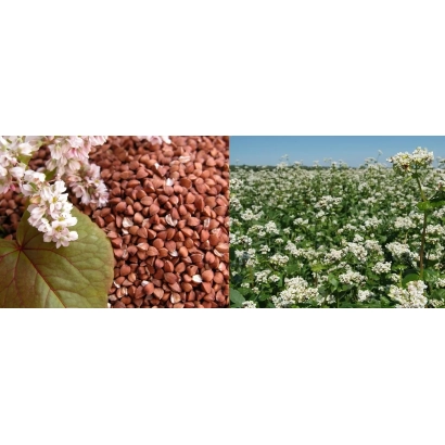 Поле гречихи с цветущими растениями и крупным планом гречневых зерен - БОЛЬШЕВИК 4