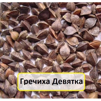 Гречиха Девятка — крупный план семян гречки
