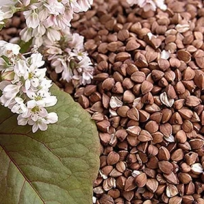 Buckwheat grains next to a flowering plant - DOZHDIK