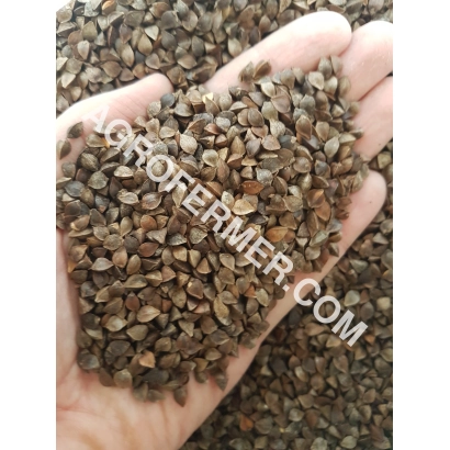 Рука держит семена гречки LILEY - Лилея (Перлына)