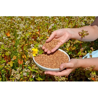 A person holds a bowl of buckwheat in their hands against a backdrop of flowering buckwheat field. - ZHDANKA