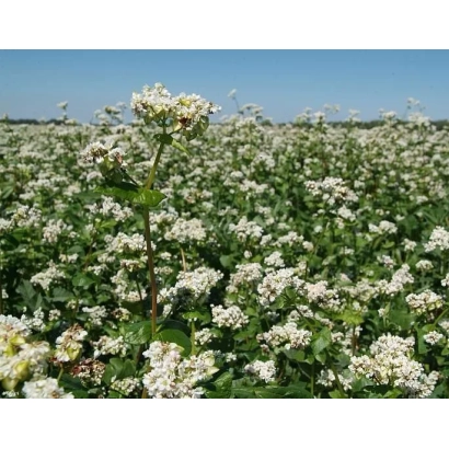 Field of flowering buckwheat, corresponding to product Buckwheat, Fagopyrum - Greenflower 90