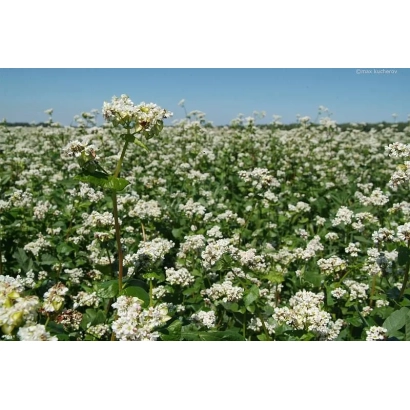 Поле гречихи в цвету под голубым небом - Землячка