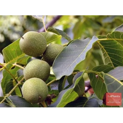 Грецкие орехи на ветке с листьями - Аврора