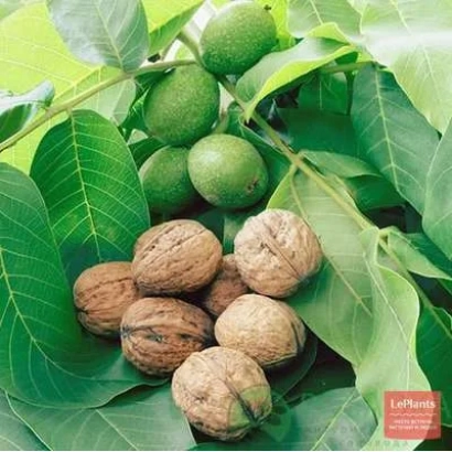 Грецкие орехи на ветке с листьями - Боспор