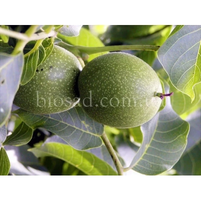 Зеленые грецкие орехи на ветке - Буковинский 2 (8804524)