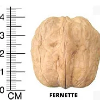 Фернет — грецкий орех на фоне линейки