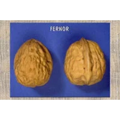 Two walnuts on a blue background with the text FERNOR