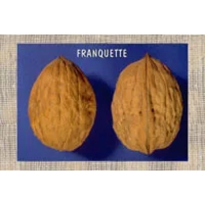 Two Franquette walnuts on a blue background