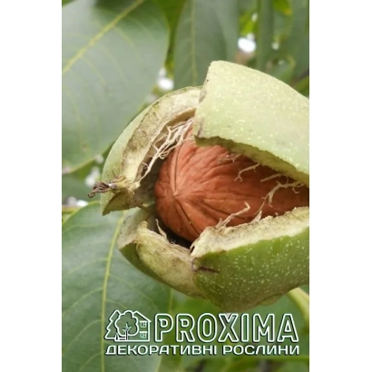 Крупный план грецкого ореха в зеленой скорлупе с логотипом PROXIMA - ИНТР