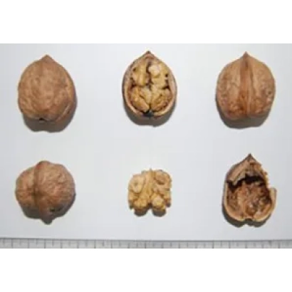 Грецкий орех: целые и разломанные орехи на белом фоне с линейкой - КАРЛИК 3