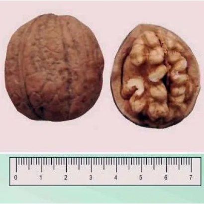 Грецкий орех, показаний цілим і розрізаним з лінійкою для масштабу - Коржеуцький