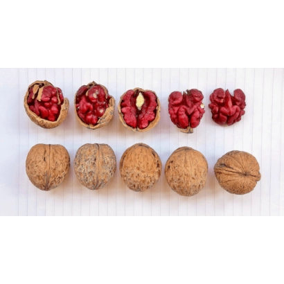 Грецкие орехи и пунг (семена) в разрезе - Красавец / Красавець