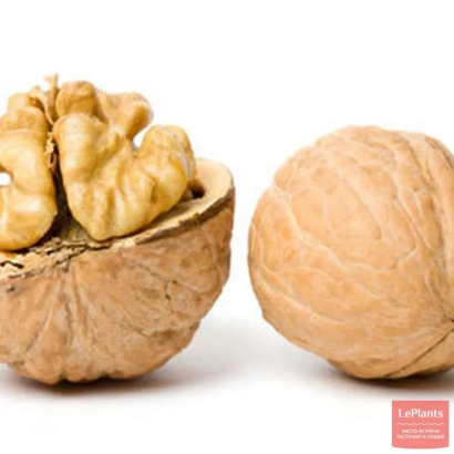 Walnut in shell and shelled on white background - LOVED BY PETROSYAN