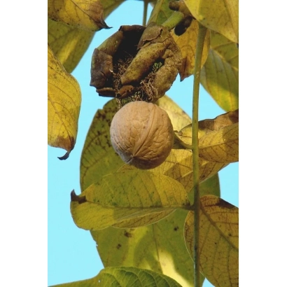 Грецький горіх на гілці з листям - ОВАТА
