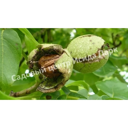 Грецький горіх на гілці з написом Садовий центр Мелісса Парк - ПАМ'ЯТІ ПРОФЕСОРА ВЕРЕСІНА